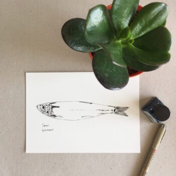 Little Sprat print