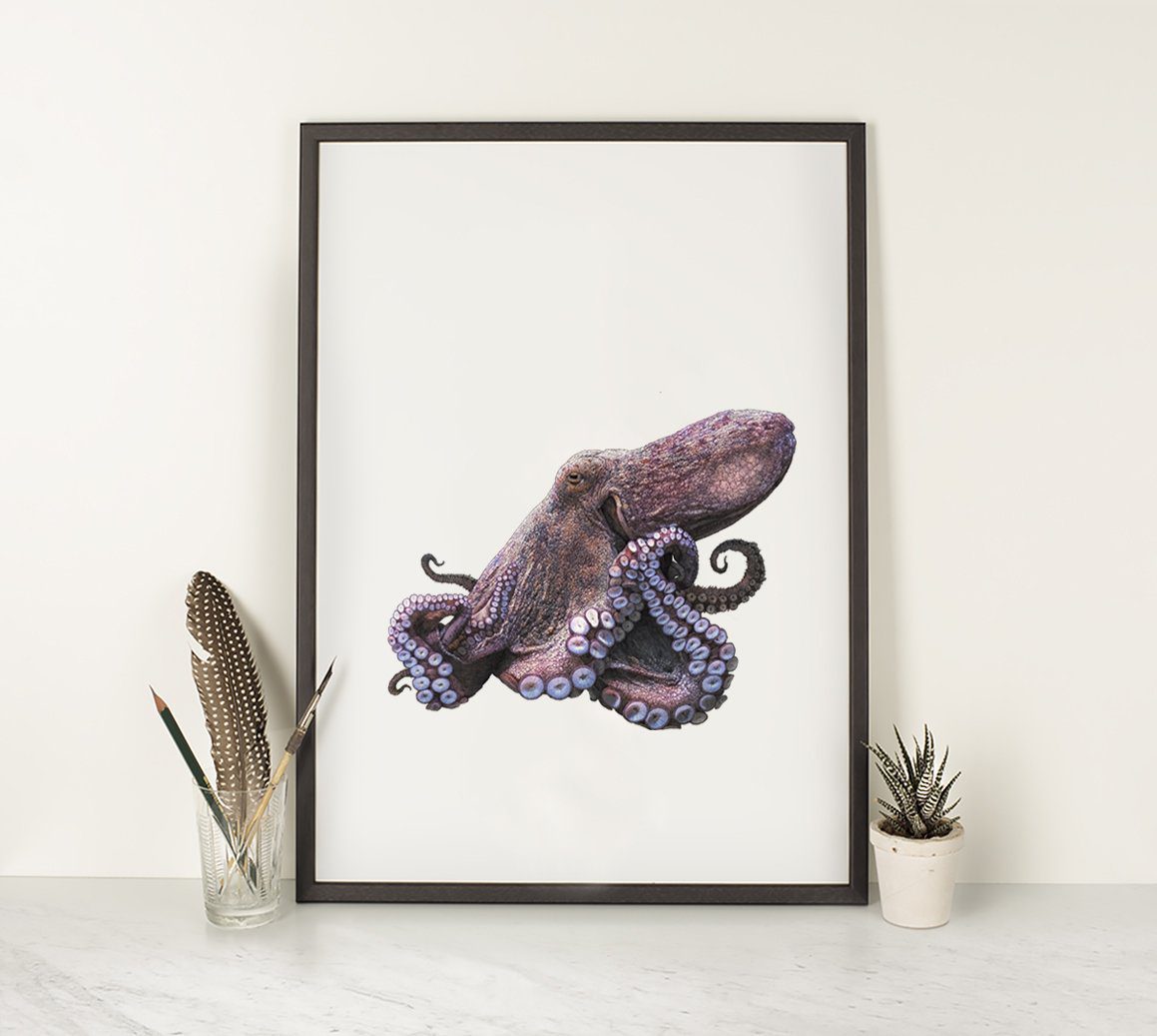 Common Octopus - Art Print