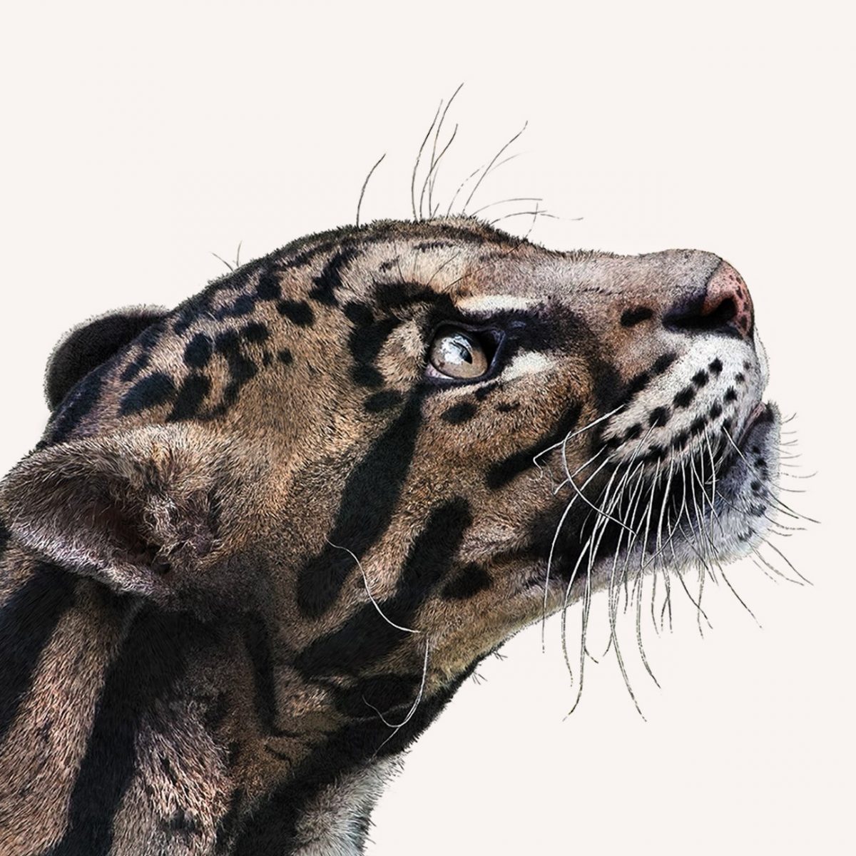 Clouded leopard Print