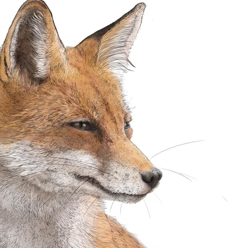 Red Fox - Illustrated Art Print