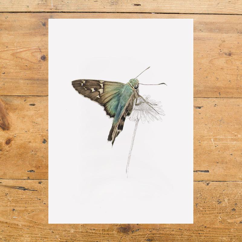 Long Tailed Skipper Butterfly
