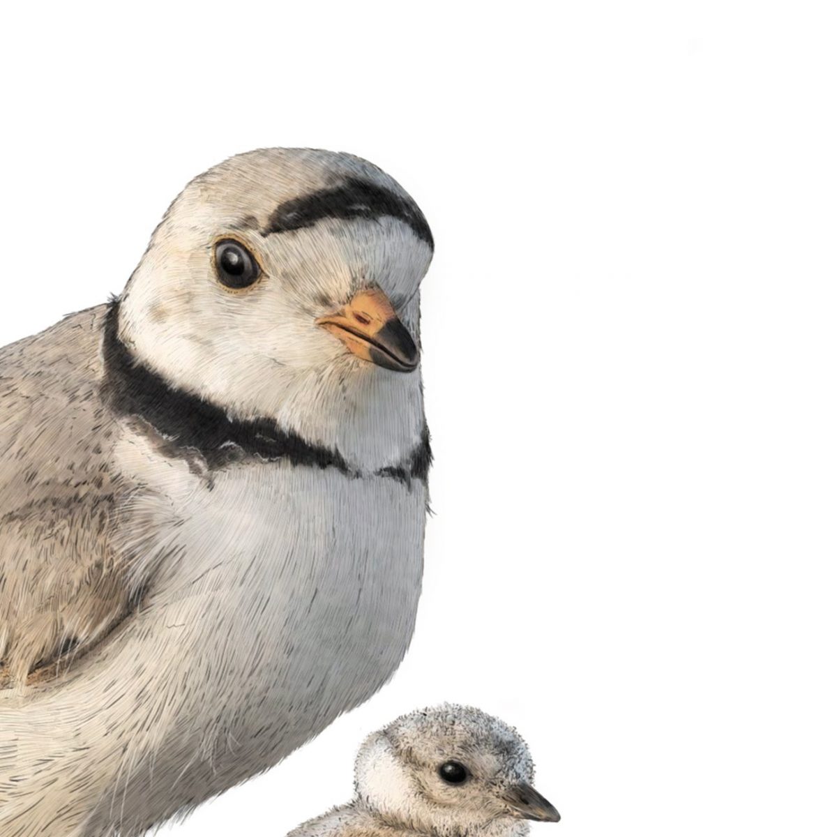 Piping Plovers - A4 Art Print