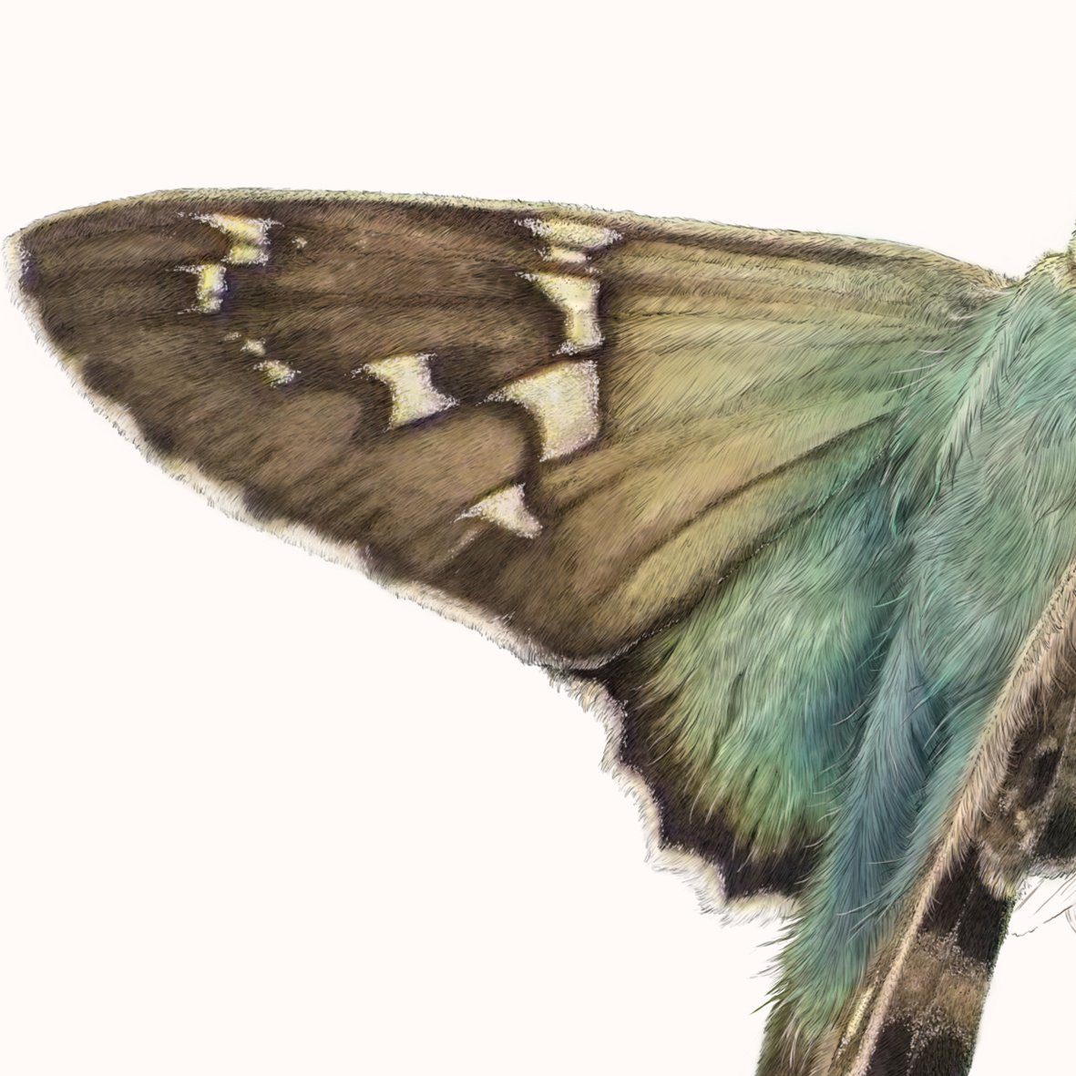 Long Tailed Skipper Butterfly