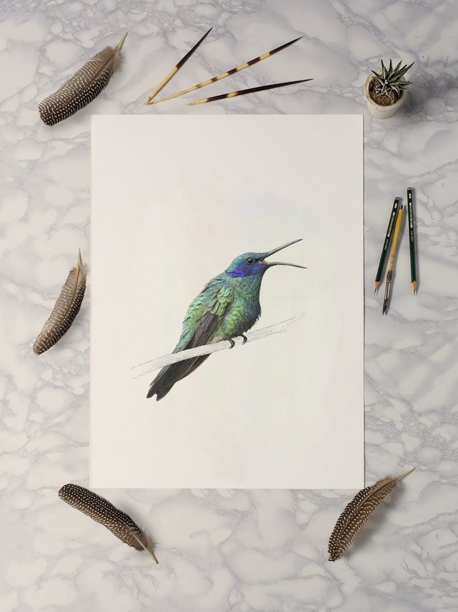 Sparkling Violetear Hummingbird - Art Print