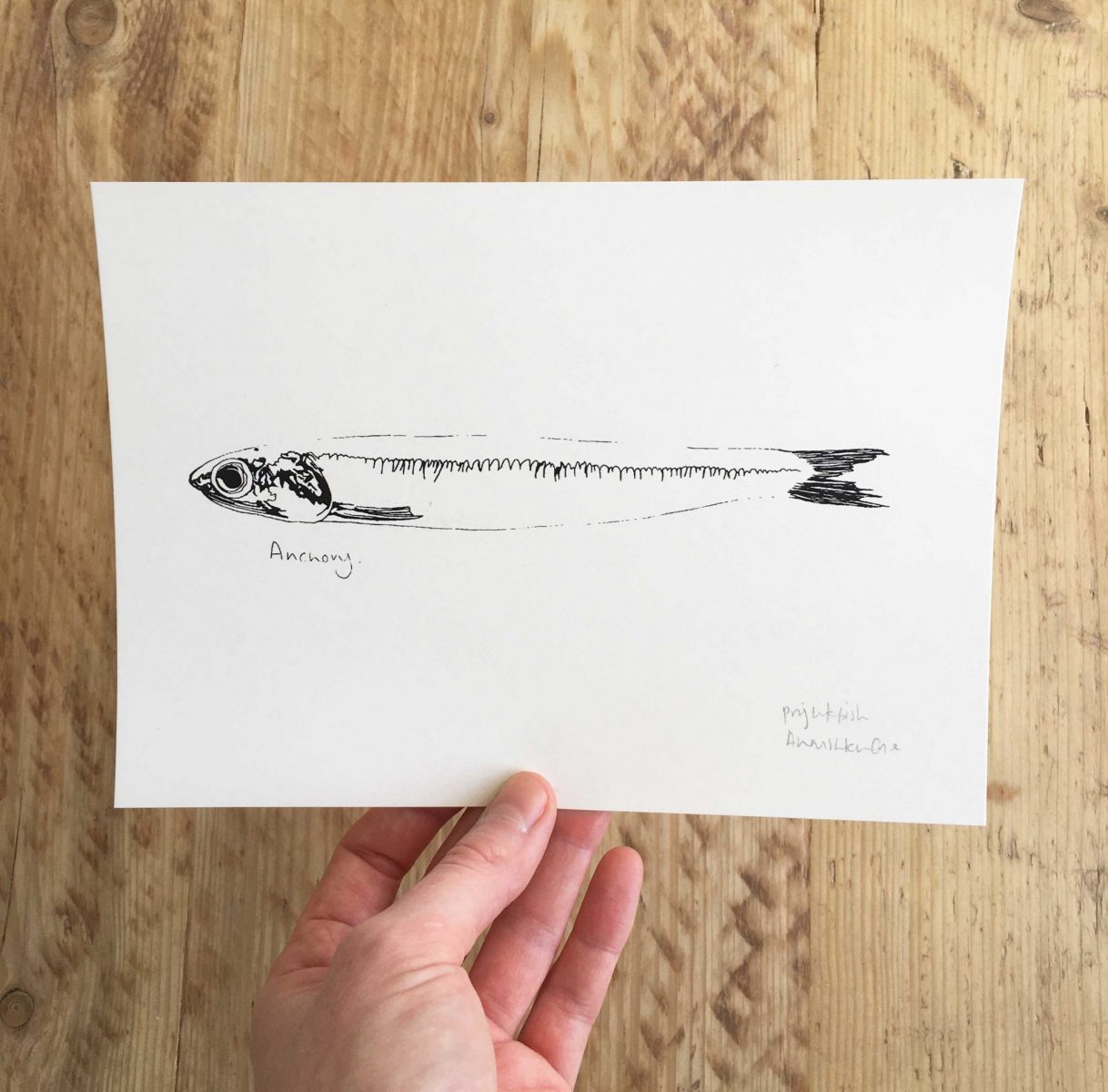 Little Anchovy screenprint