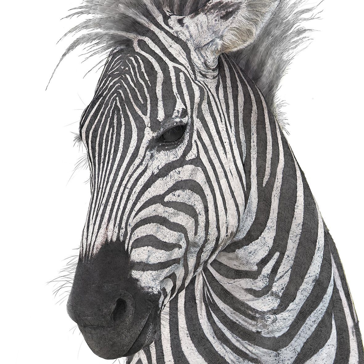 Zebra - Art Print