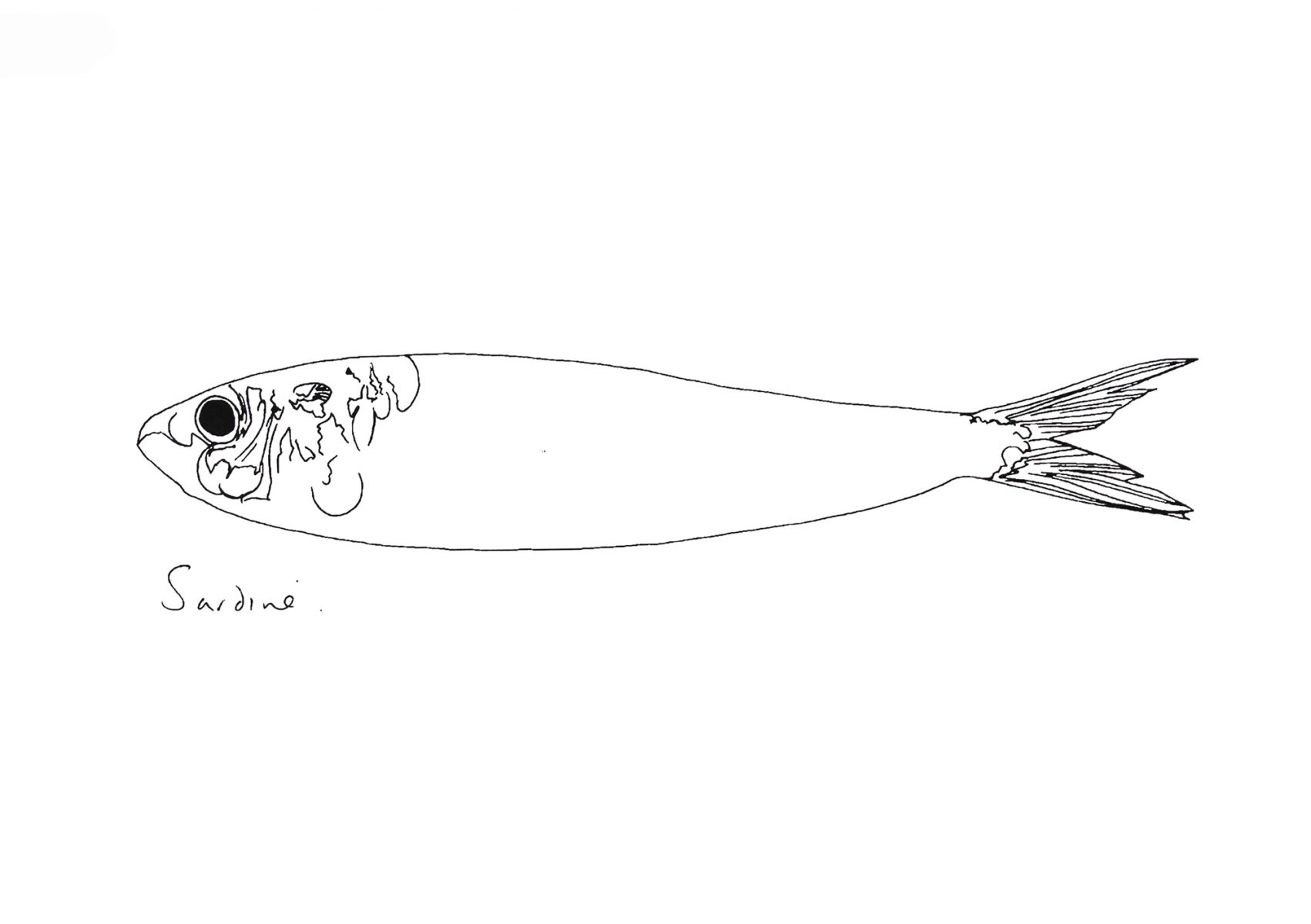 Little Sardine print