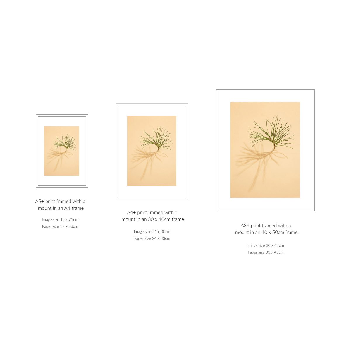 'Pine Tree on Yellow' Fine Art Print (Unframed) from the series 'Sun, Shadows and Little Trees'