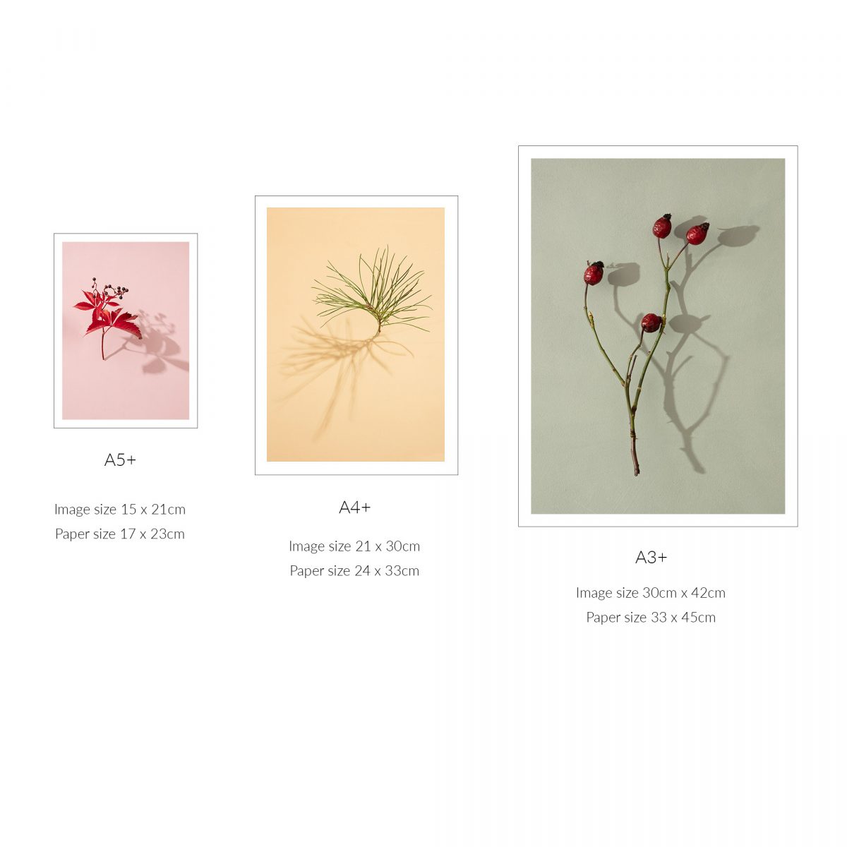 'Pine Tree on Yellow' Fine Art Print (Unframed) from the series 'Sun, Shadows and Little Trees'